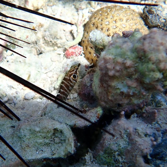 Snorkeling in Montego Bay with Transportation - Timing, cancellation, and practical planning