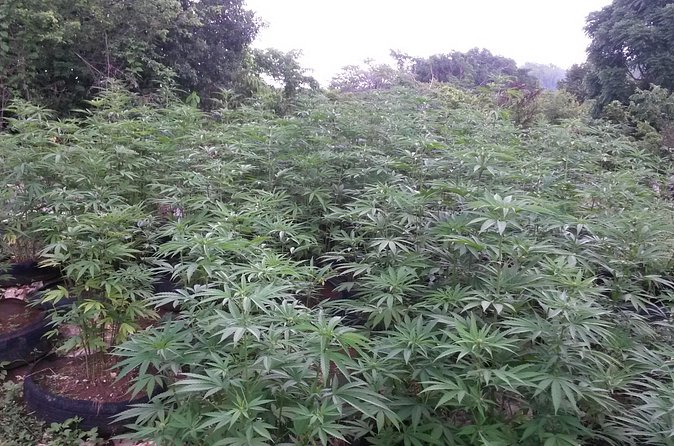 Stepping High Mountain Rastafari Herbs Tour - Who will enjoy this outing most?