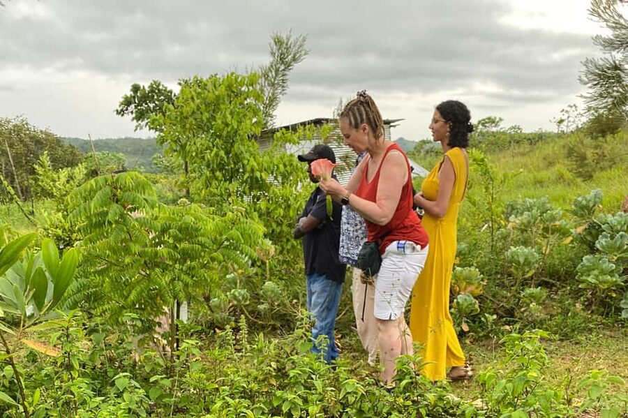 Taste of Jamaica Farm & Food Tour - Coffee, fruit trees, and everyday farming