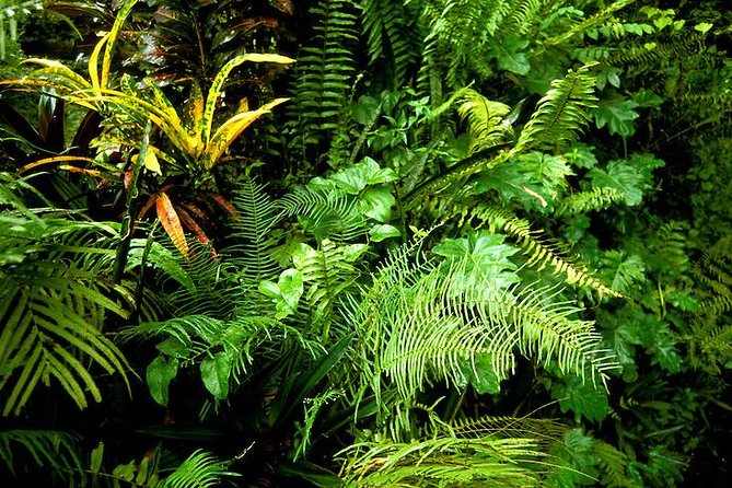 Taste of Jamaica Food Tour from Ocho Rios - Breadnut Hill and a look beyond the resort area