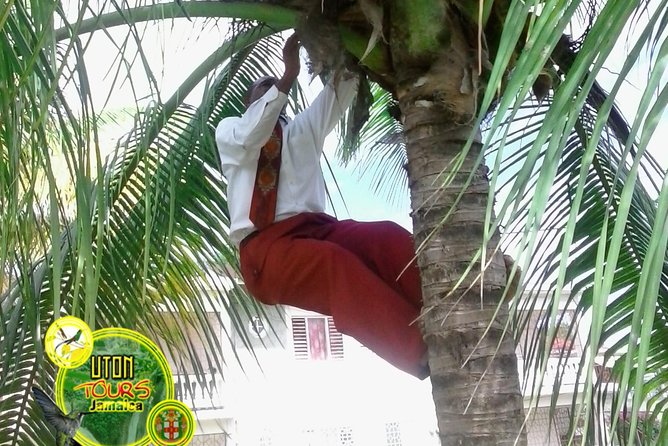The AMAZING Montego Bay Tour - A quick tour through the real Montego Bay