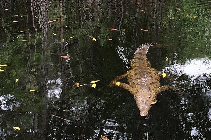 YS Falls, Black River Safari, and Floyd's Pelican Bar Day-Trip (Transportation) - What is included, and what costs extra