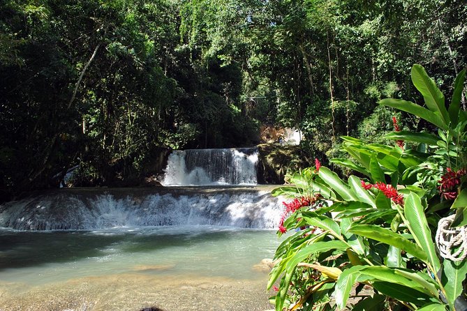 YS Falls, Black River Safari, Appleton Rum Tour OR Pelican Bar (Choose Up to 3) - Black River Safari: crocodiles in their natural setting