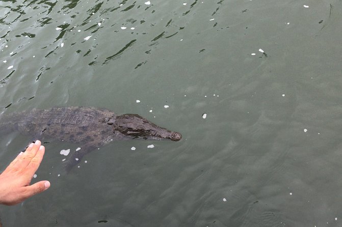 YS Falls, Black River Safari, Floyd’s Pelican Bar - Why private transport matters on this route