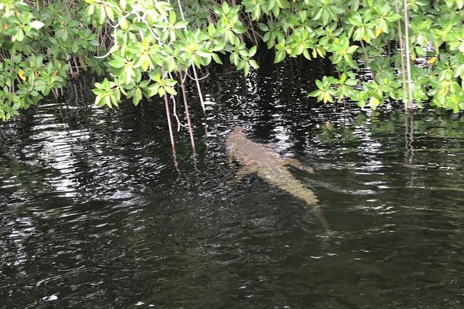 YS Falls, Black River Safari, Floyd’s Pelican Bar - Who will enjoy this day most?